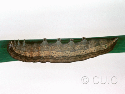 lateral view of larva Leucania latiuscula or linita on Dactylis glomerata in USA: SC