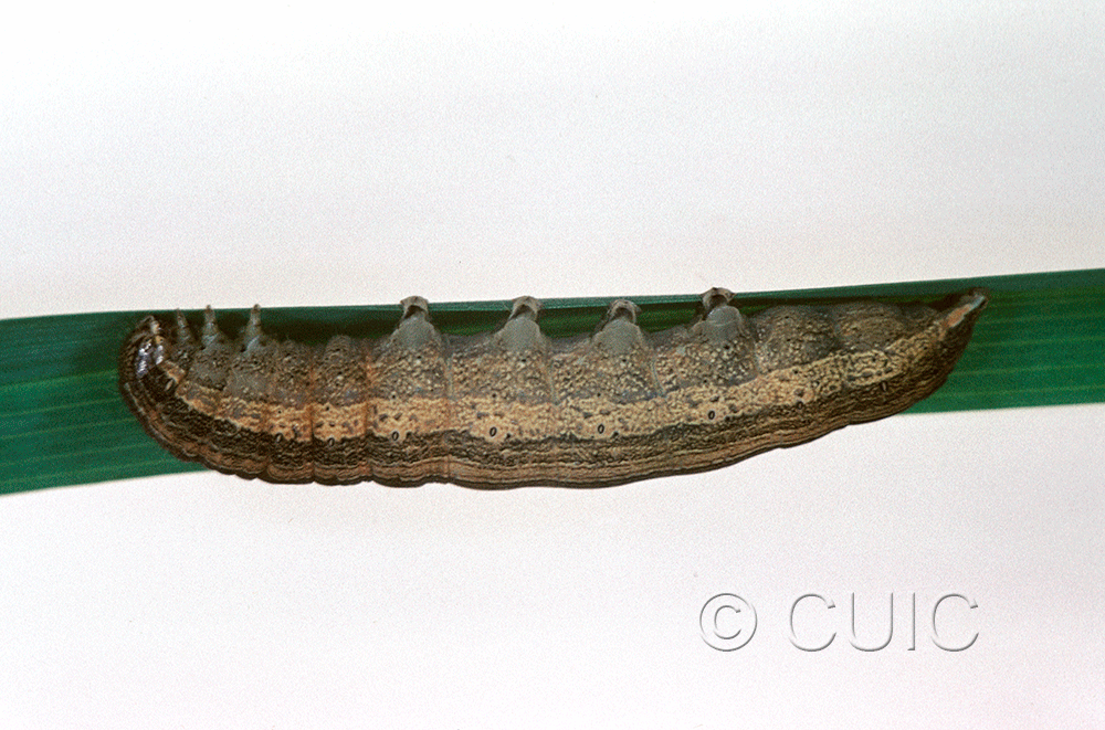 lateral view of larva Leucania latiuscula or linita on Dactylis glomerata in USA: SC