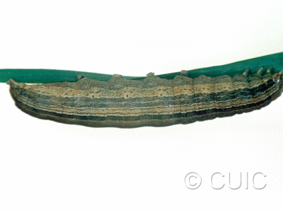 lateral view of larva Leucania latiuscula or linita on Dactylis glomerata in USA: SC