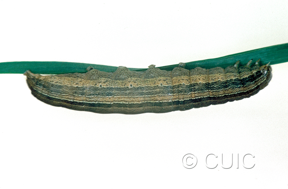 lateral view of larva Leucania latiuscula or linita on Dactylis glomerata in USA: SC