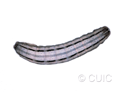 dorsal view of larva Leucania phragmatidicola on Dactylis glomerata in USA: SD