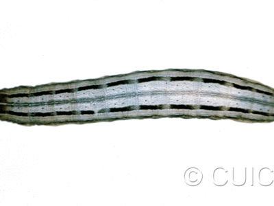 dorsal view of larva Leucania phragmatidicola on Dactylis glomerata in USA: SD