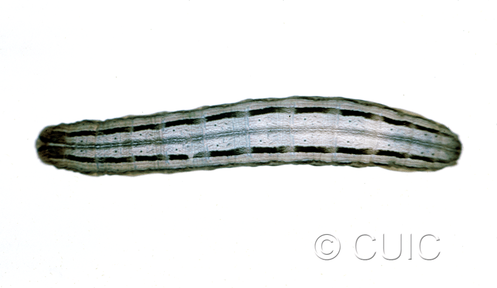 dorsal view of larva Leucania phragmatidicola on Dactylis glomerata in USA: SD