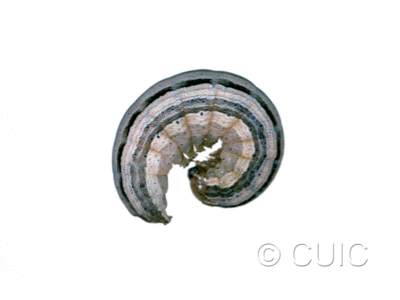 lateral view of larva Leucania phragmatidicola on Dactylis glomerata in USA: SD