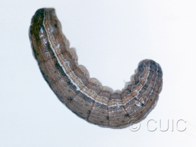 dorsal view of larva Leucania pseudargyria on Dactylis glomerata in USA: NY