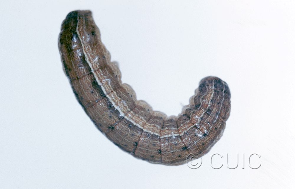 dorsal view of larva Leucania pseudargyria on Dactylis glomerata in USA: NY