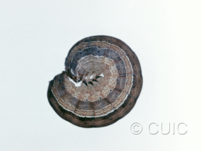 lateral view of larva Leucania pseudargyria on Dactylis glomerata in USA: NY