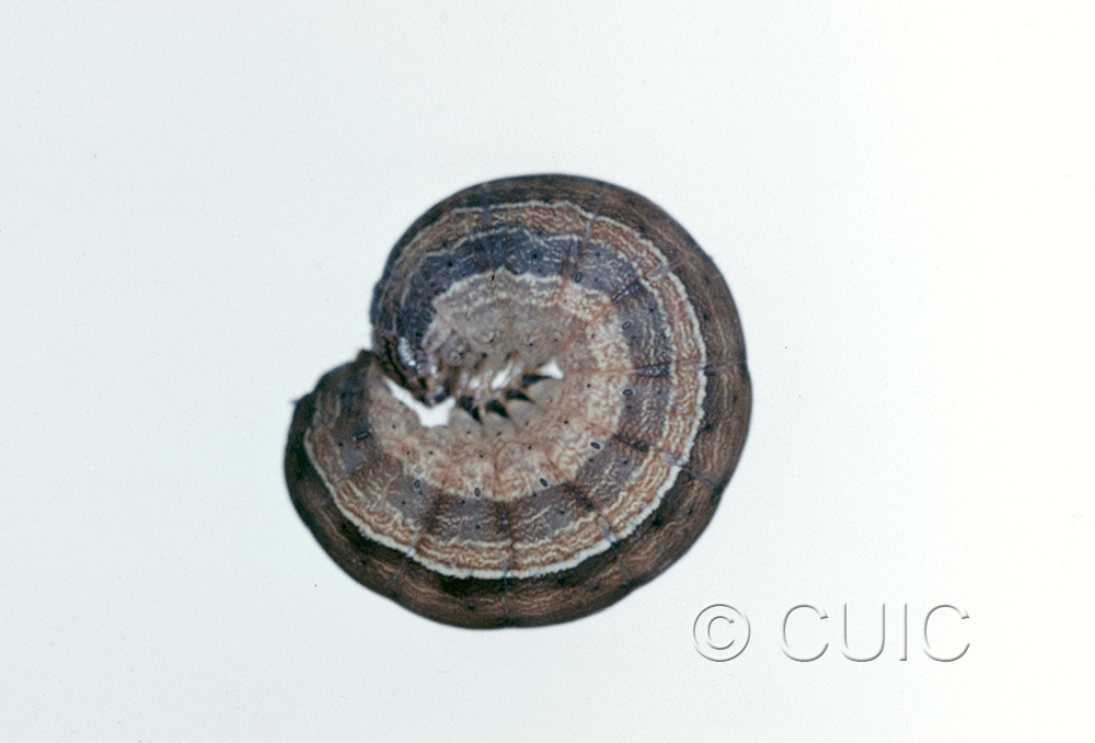 lateral view of larva Leucania pseudargyria on Dactylis glomerata in USA: NY