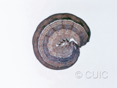 lateral view of larva Leucania pseudargyria on Dactylis glomerata in USA: NY