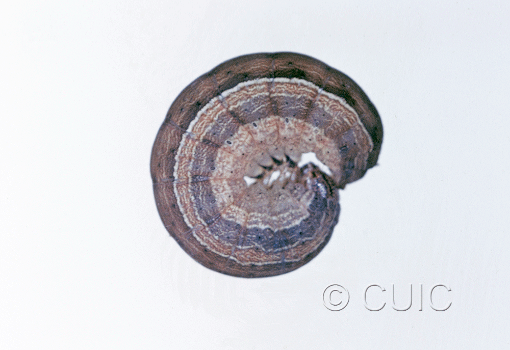 lateral view of larva Leucania pseudargyria on Dactylis glomerata in USA: NY