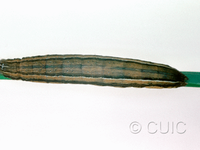 dorsal view of larva Leucania scirpicola on Dactylis glomerata in USA: SC