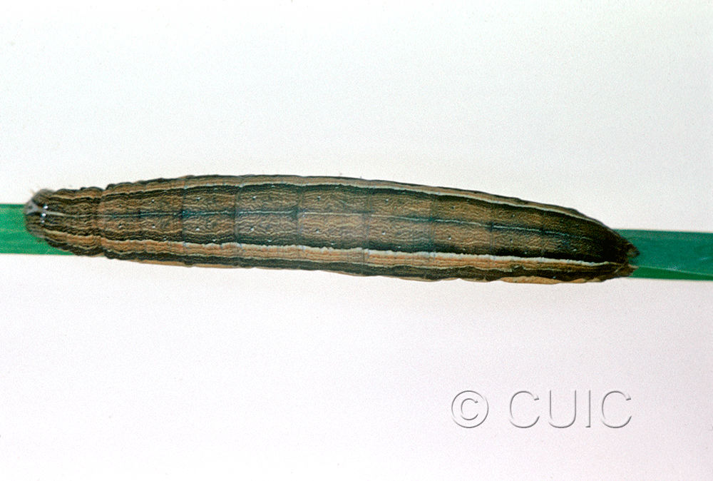 dorsal view of larva Leucania scirpicola on Dactylis glomerata in USA: SC