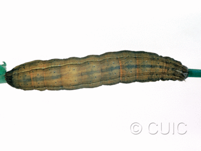 dorsal view of larva Leucania scirpicola on Dactylis glomerata in USA: SC