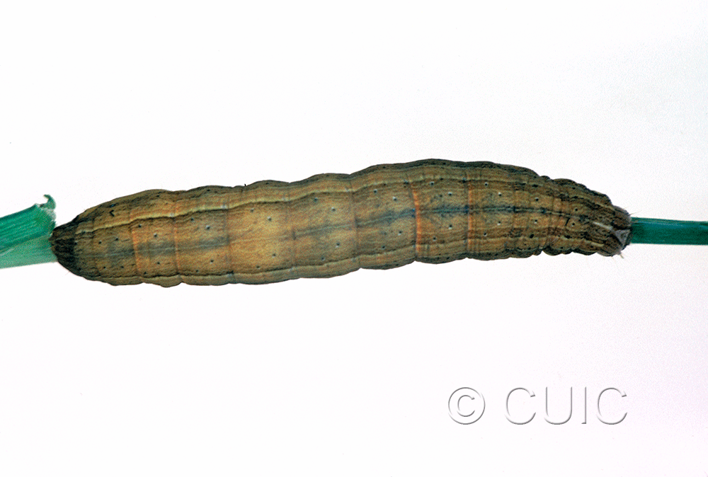 dorsal view of larva Leucania scirpicola on Dactylis glomerata in USA: SC
