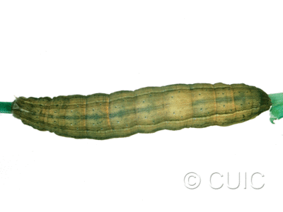 dorsal view of larva Leucania scirpicola on Dactylis glomerata in USA: SC