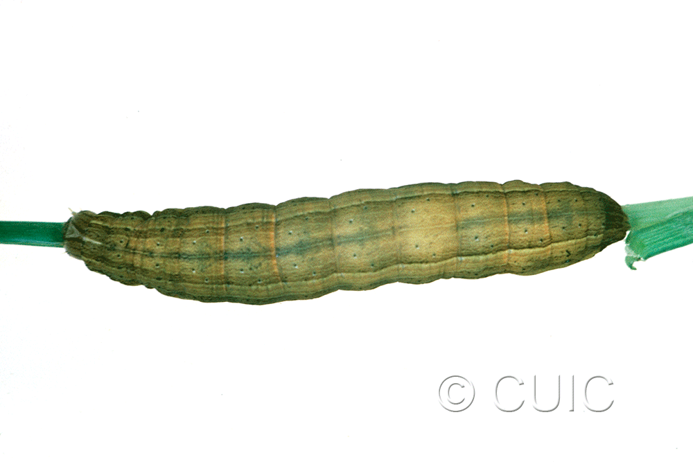 dorsal view of larva Leucania scirpicola on Dactylis glomerata in USA: SC
