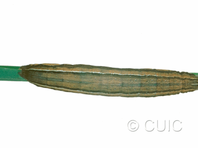 dorsal view of larva Leucania scirpicola on Dactylis glomerata in USA: SC