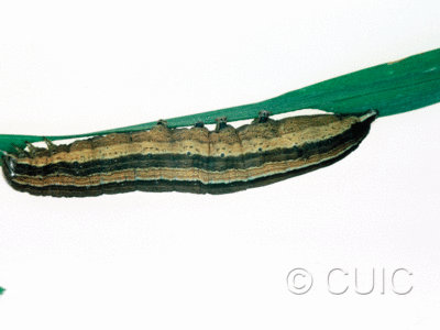lateral view of larva Leucania scirpicola on Dactylis glomerata in USA: SC