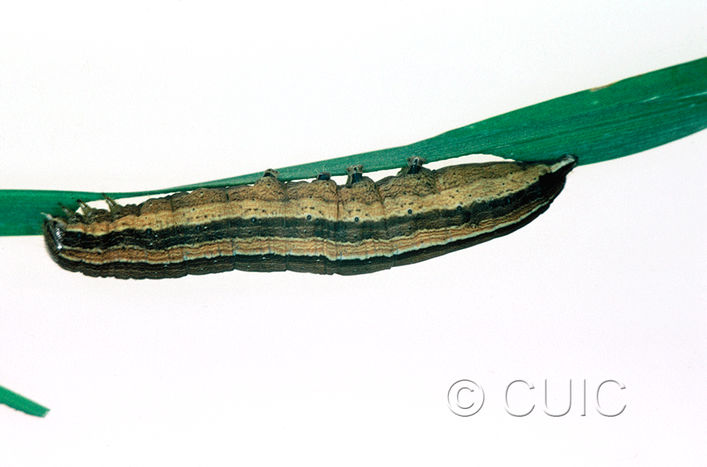 lateral view of larva Leucania scirpicola on Dactylis glomerata in USA: SC