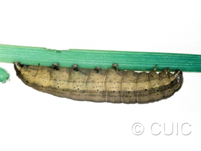 lateral view of larva Leucania scirpicola on Dactylis glomerata in USA: SC