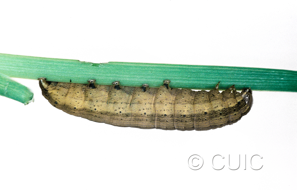 lateral view of larva Leucania scirpicola on Dactylis glomerata in USA: SC