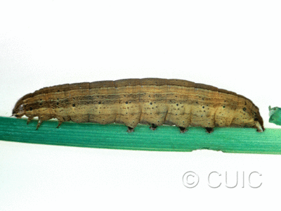 lateral view of larva Leucania scirpicola on Dactylis glomerata in USA: SC