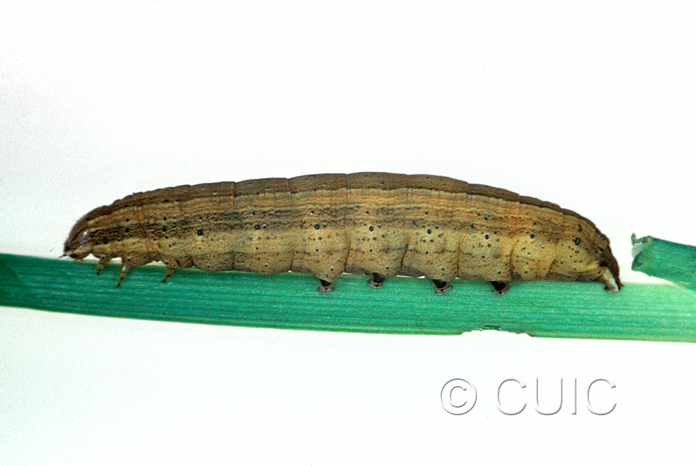 lateral view of larva Leucania scirpicola on Dactylis glomerata in USA: SC