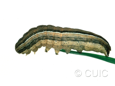 lateral view of larva Leucania scirpicola on Dactylis glomerata in USA: SC