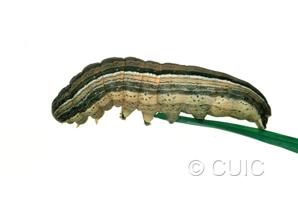 lateral view of larva Leucania scirpicola on Dactylis glomerata in USA: SC