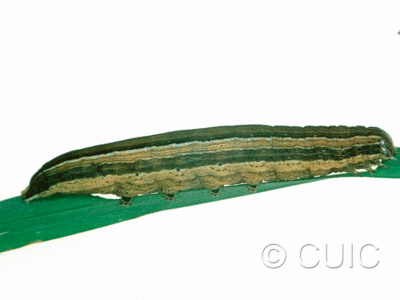 lateral view of larva Leucania scirpicola on Dactylis glomerata in USA: SC