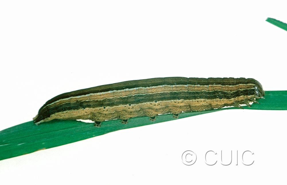 lateral view of larva Leucania scirpicola on Dactylis glomerata in USA: SC
