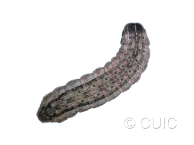 dorsal view of larva Leucania inermis on grass in USA: NY