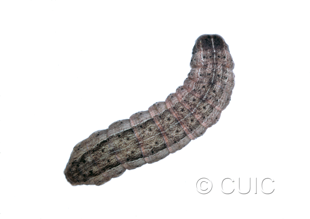 dorsal view of larva Leucania inermis on grass in USA: NY