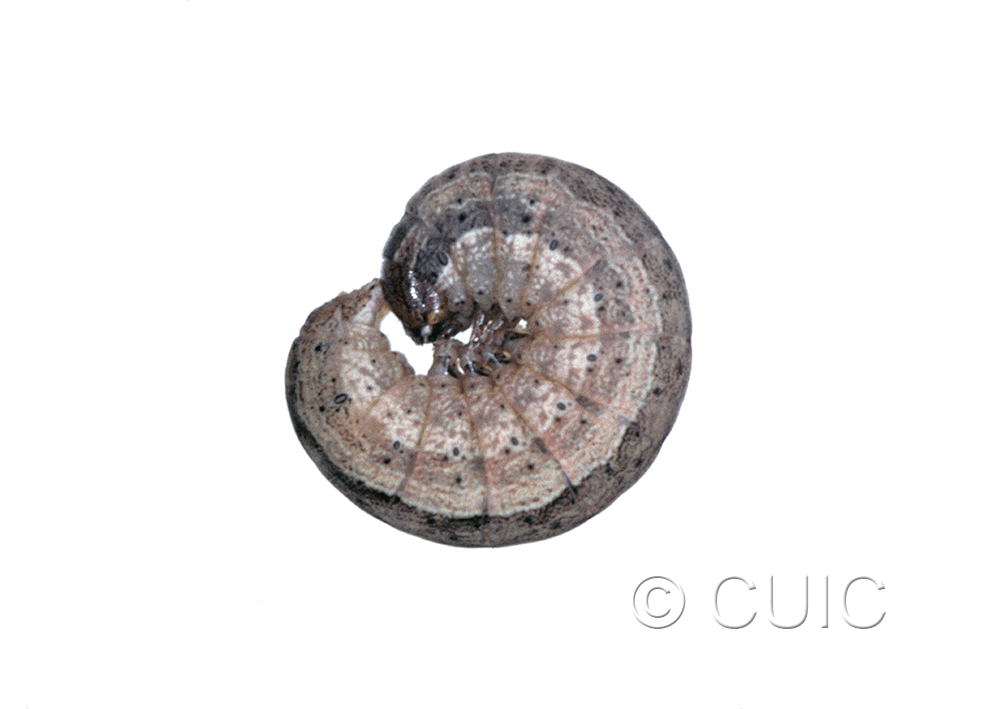 lateral view of larva Leucania inermis on grass in USA: NY