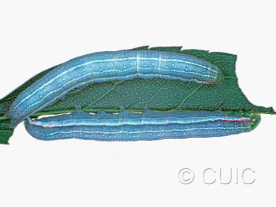 dorsal / lateral view of larva Leuconycta diphteroides on Solidago rugosa in USA: NY