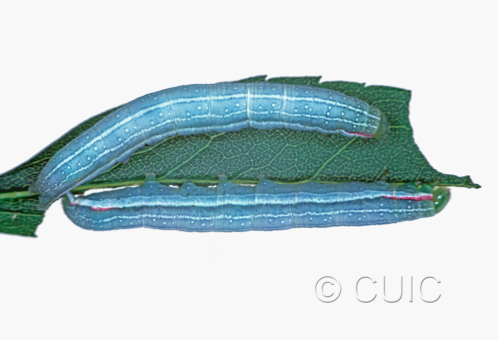 dorsal / lateral view of larva Leuconycta diphteroides on Solidago rugosa in USA: NY
