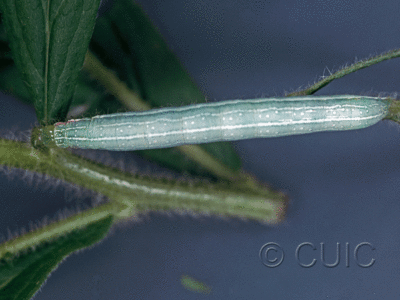 dorsal view of larva Leuconycta diphteroides on Solidago