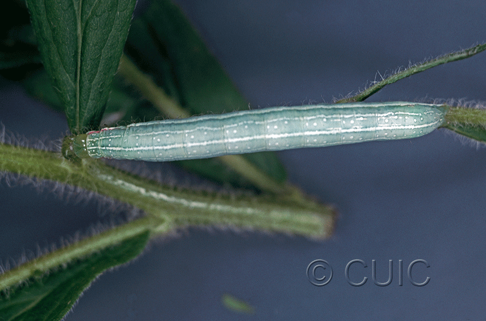 dorsal view of larva Leuconycta diphteroides on Solidago