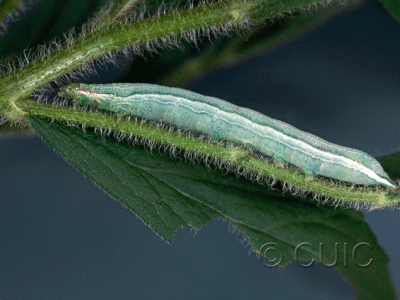 lateral view of larva Leuconycta diphteroides on Solidago