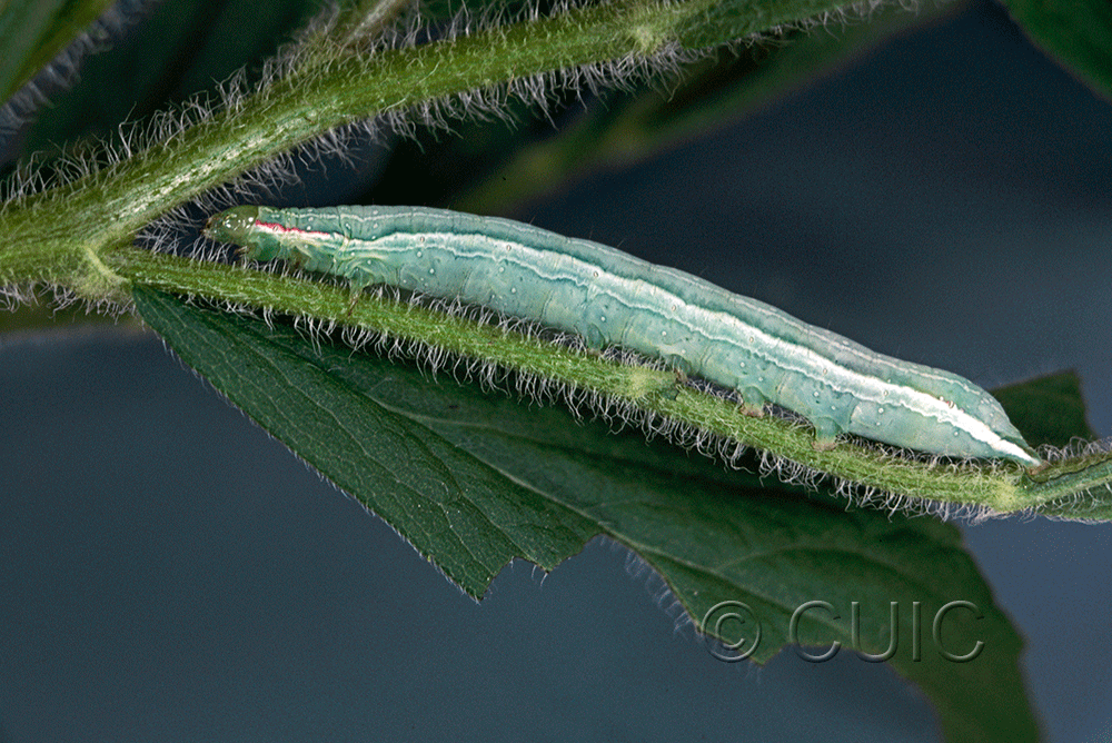 lateral view of larva Leuconycta diphteroides on Solidago