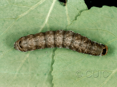 lateral view of larva Lithomoia germana on Populus trem )did great in USA: NY