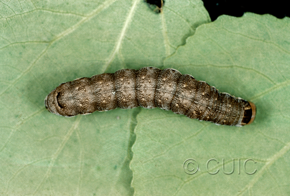 lateral view of larva Lithomoia germana on Populus trem )did great in USA: NY