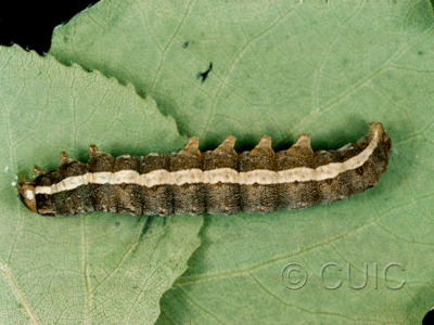 lateral view of larva Lithomoia germana on Populus trem )did great in USA: NY