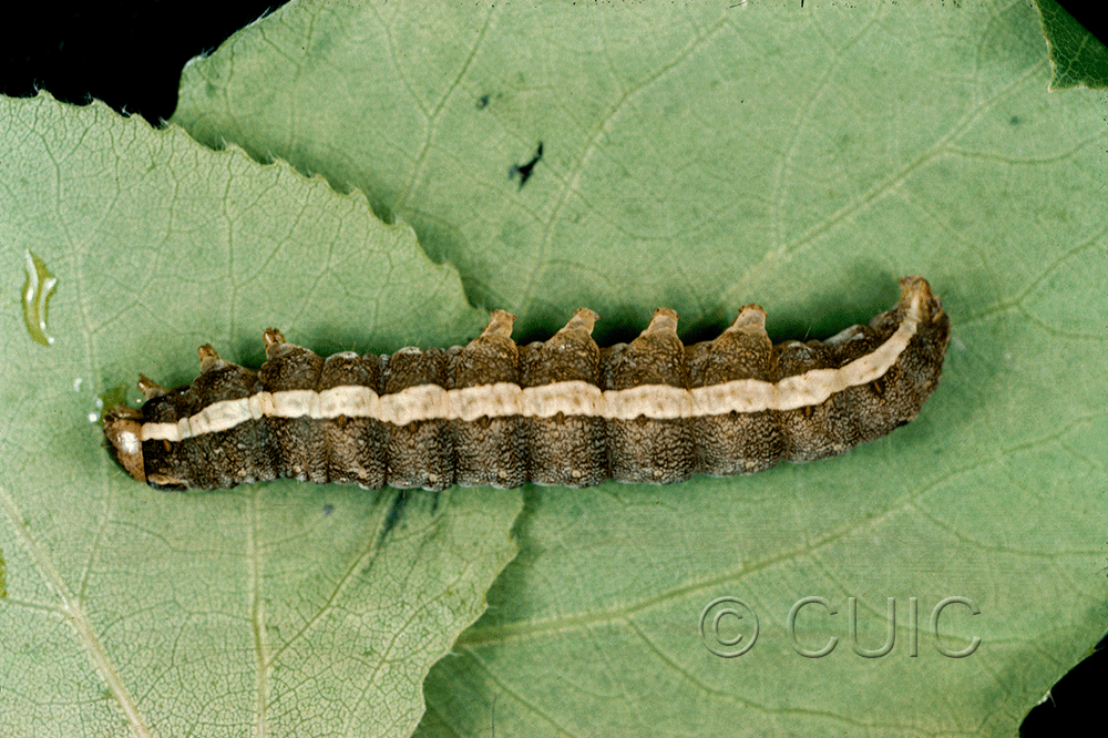 lateral view of larva Lithomoia germana on Populus trem )did great in USA: NY