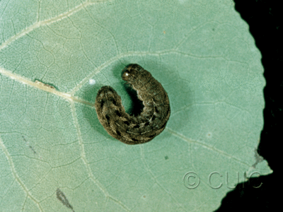 dorsal view of larva Lithomoia napaea