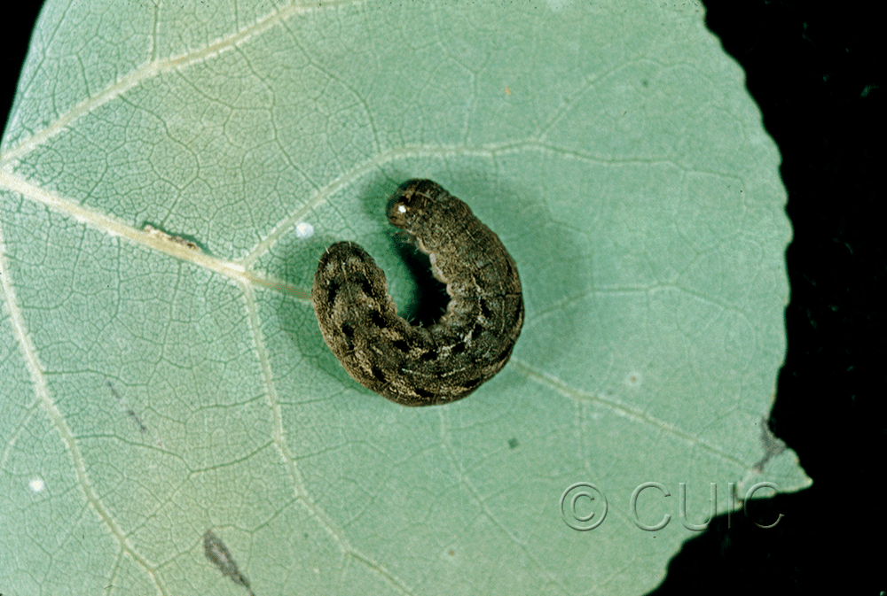 dorsal view of larva Lithomoia napaea