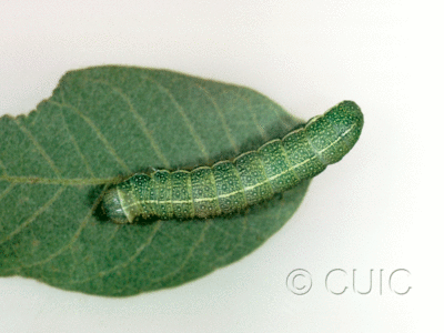 dorsal view of larva Lithophane in USA: AZ