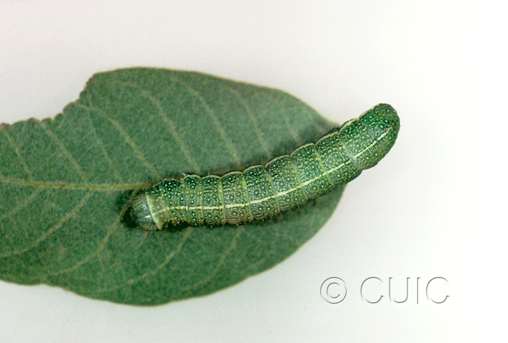 dorsal view of larva Lithophane in USA: AZ