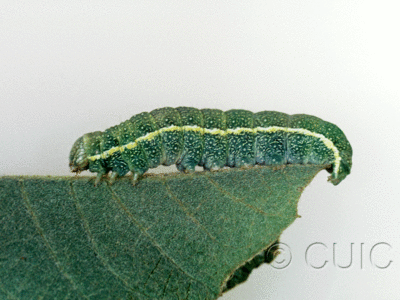lateral view of larva Lithophane in USA: AZ