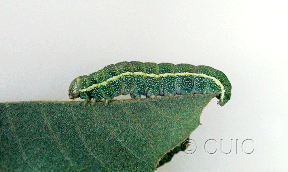 lateral view of larva Lithophane in USA: AZ